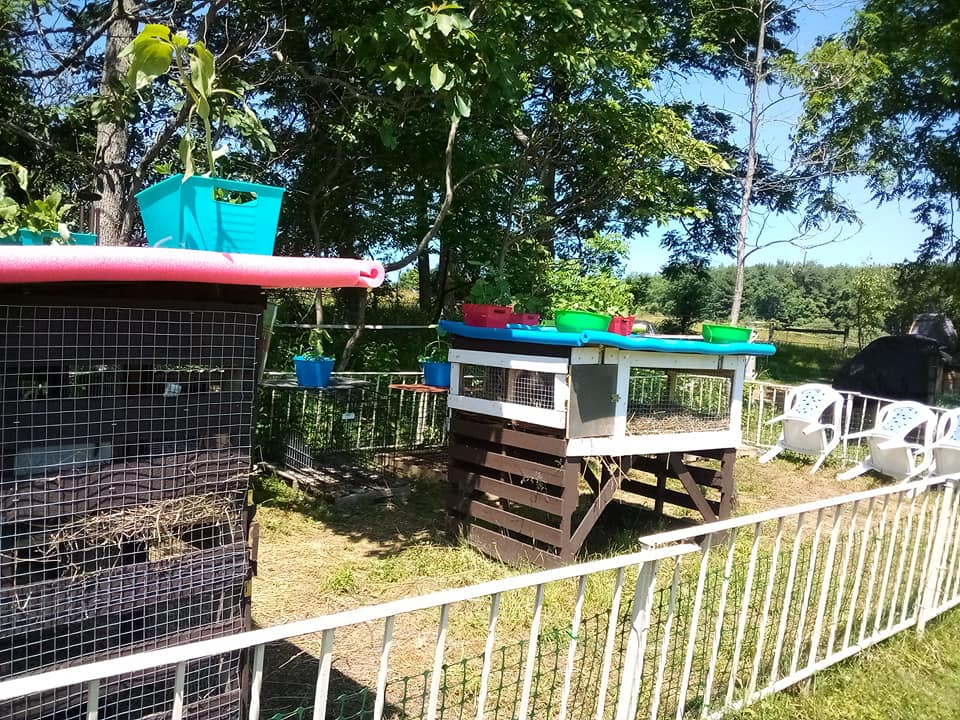 Visitor Tour Enclosure and safe viewing area in Bunnyville