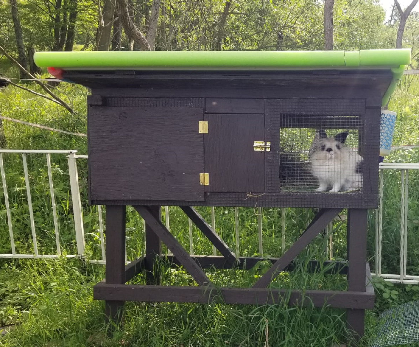 Close-up of Lionhead rabbit in custom elevated hutch with green roof trim