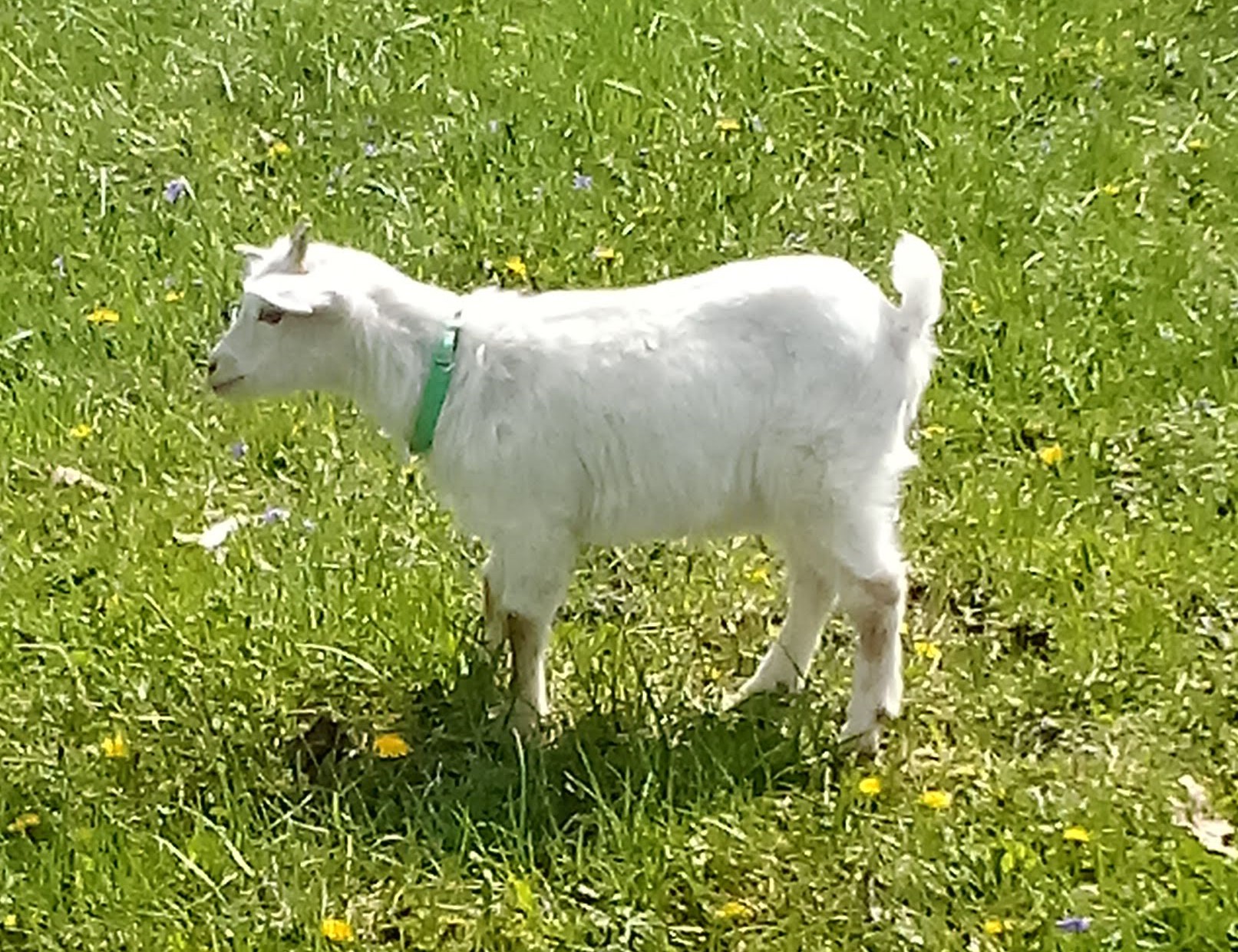 Oak Hill Elsa