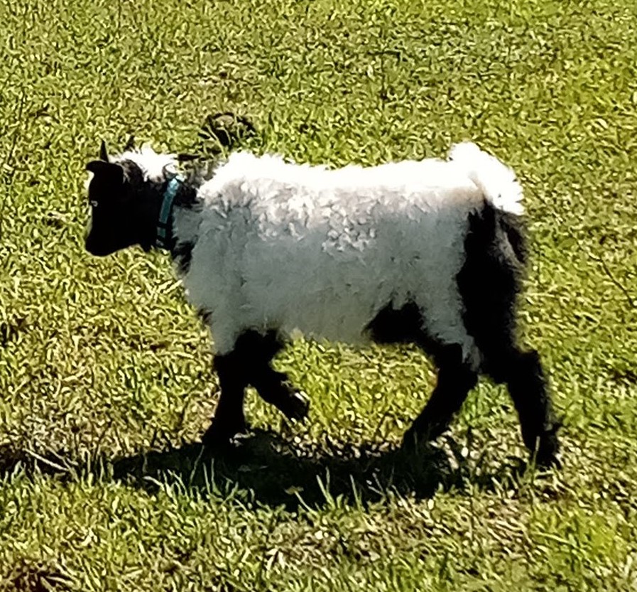 Oak Hill Ferdinand