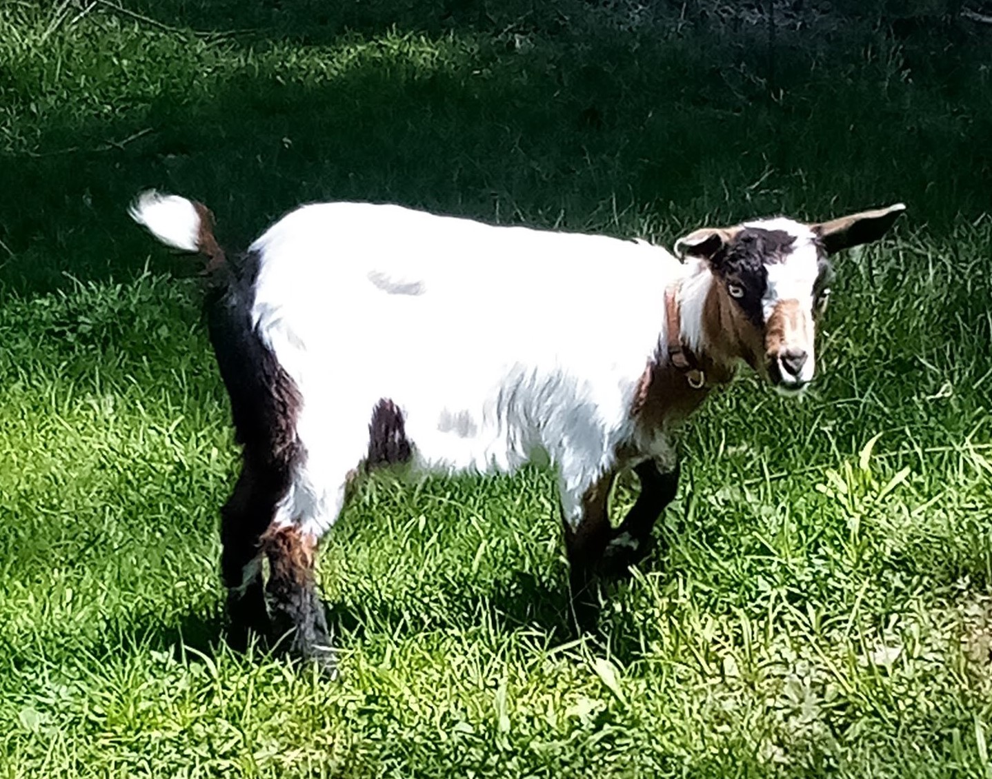 Oak Hill Reese