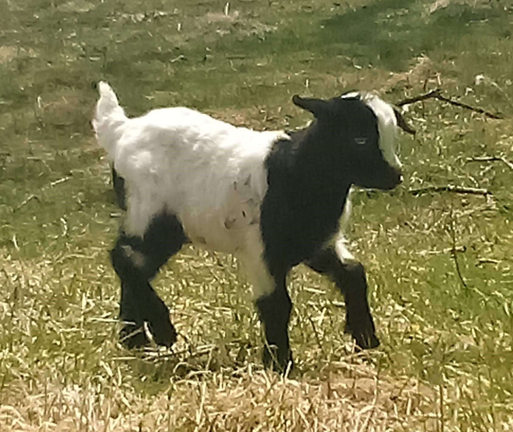 Oak Hill Sapphire