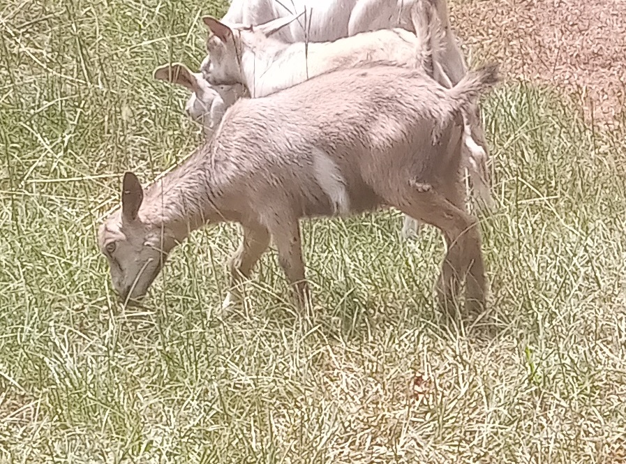 Oak Hill Pippin