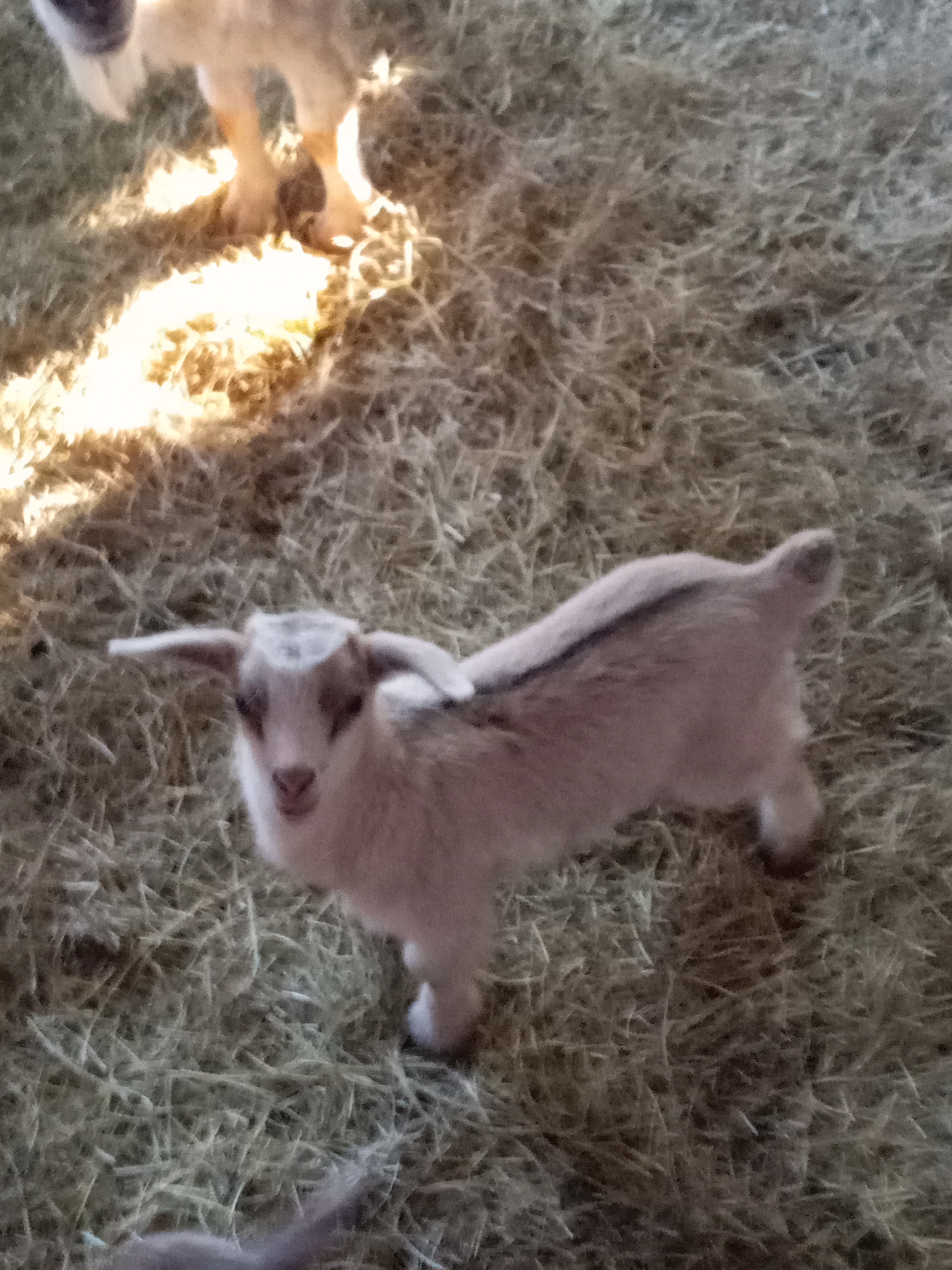 Oak Hill Buster