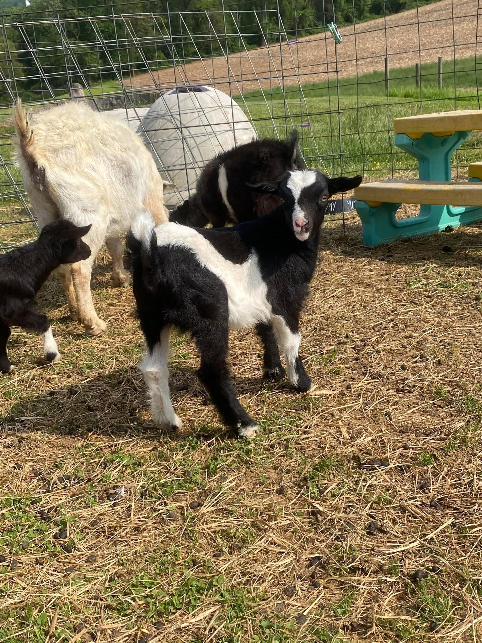 Oak Hill Moo Pie