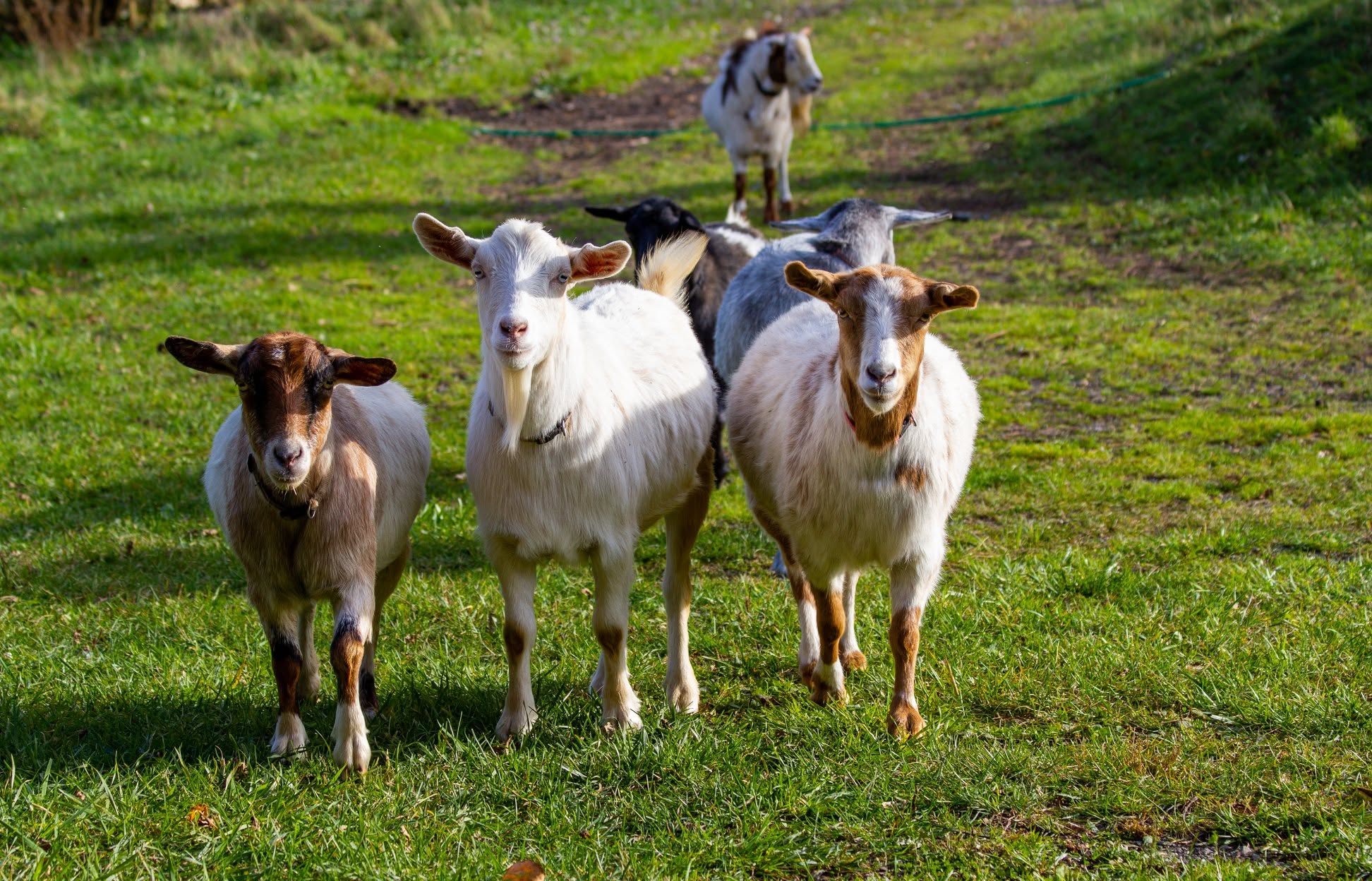 Gentle heritage fainting goats grazing on green pasture at Barakah Heritage Farm in Winnsboro, South Carolina